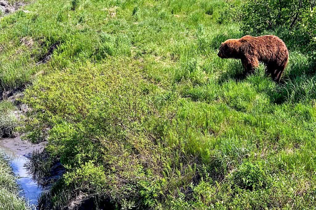 Brown bear in Alaska