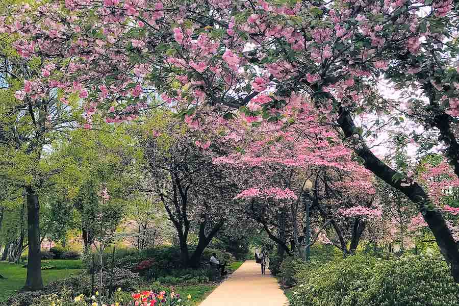 Cherry Blossoms in Washington DC Park