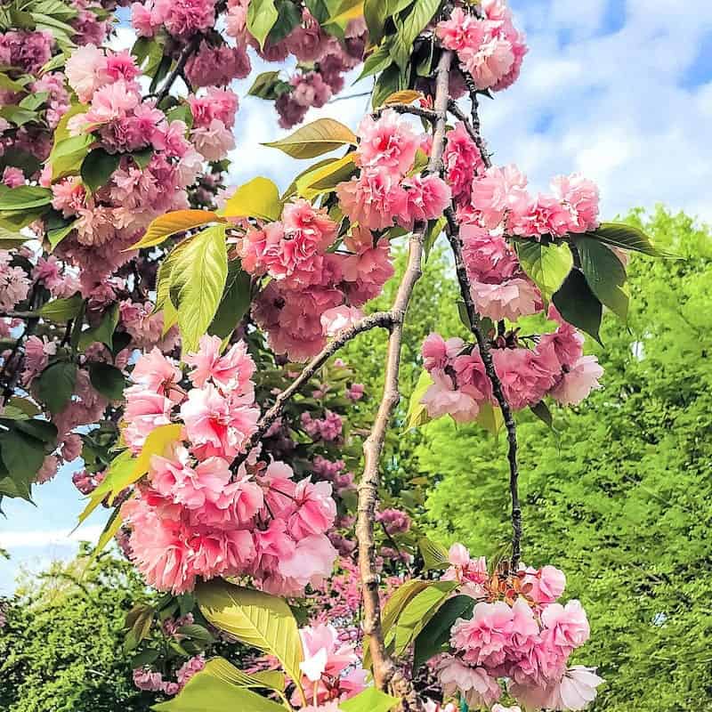 Cherry Blossoms in Washington DC