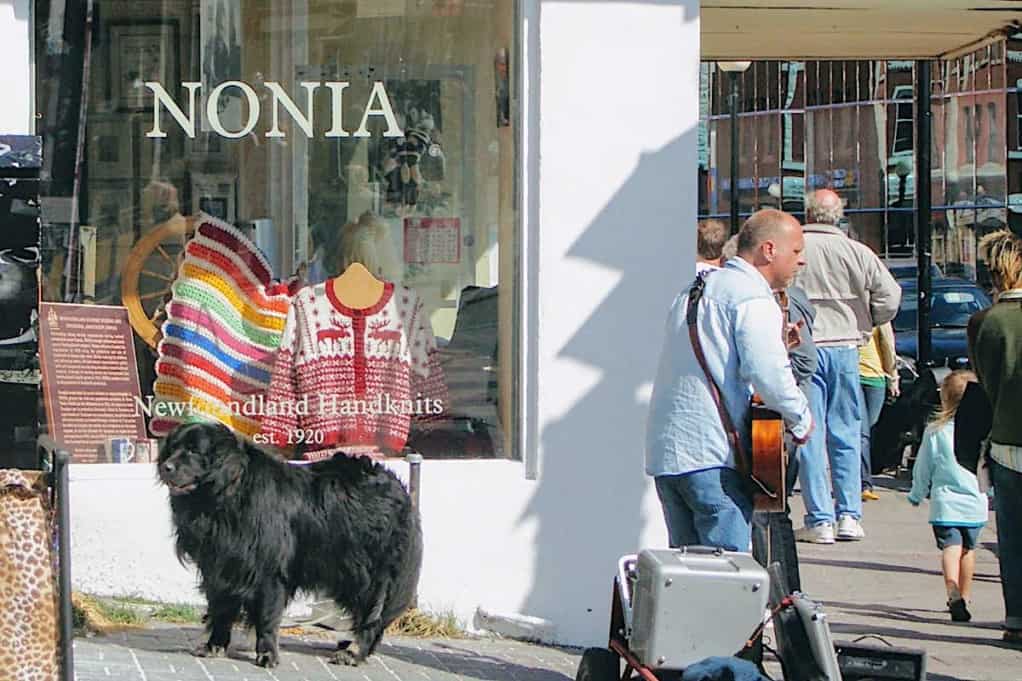 Cruise port in downtown St. John's Newfoundland and a Newfoundland dog.