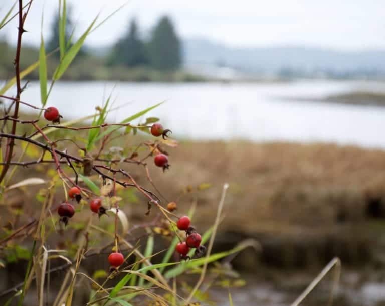 Our UnCruise Columbia River Cruise Nears Astoria and the Pacific Ocean