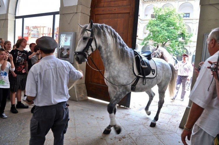 It is very exciting to watch as these incredible horses are led back to their stalls after practice. 