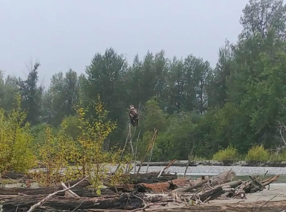 Juvenile bald eagle perched on a tree in Haines, Alaska