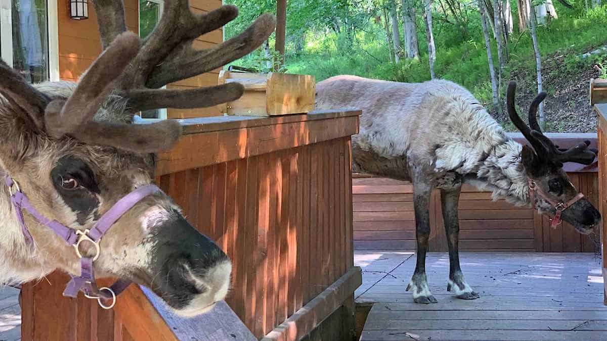 Reindeer on the deck of Running Reindeer Ranch guest house. 