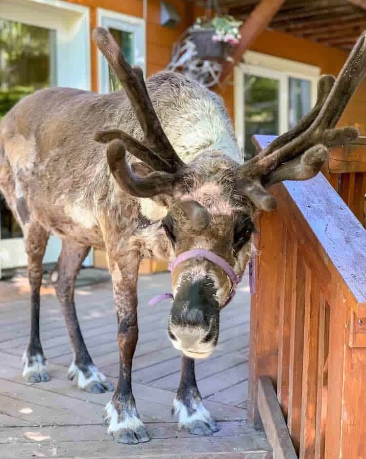 They’re All Famous at Running Reindeer Ranch in Alaska