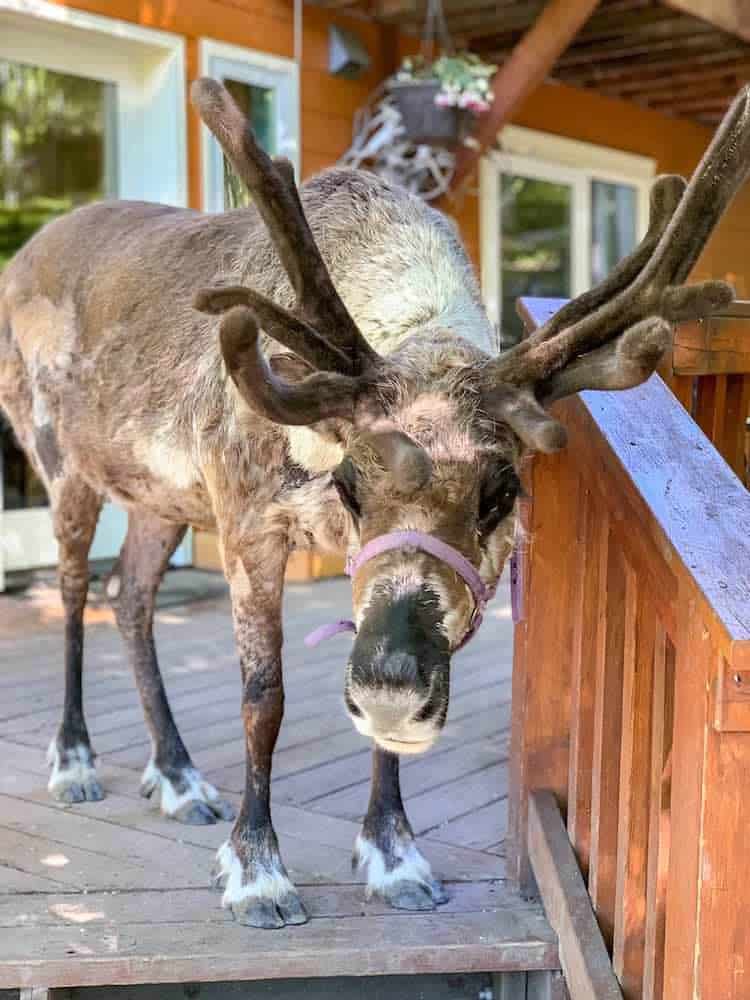 a reindeer on the deck at running reindeer ranch fairbanks alaska