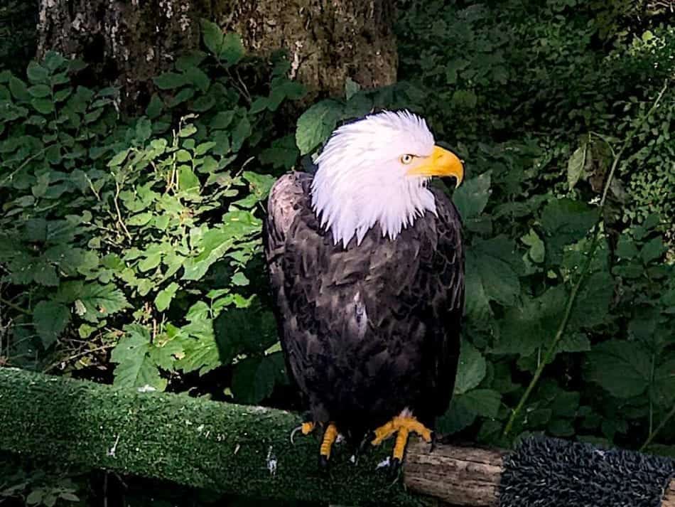 Alaska Raptor Center Bald Eagles