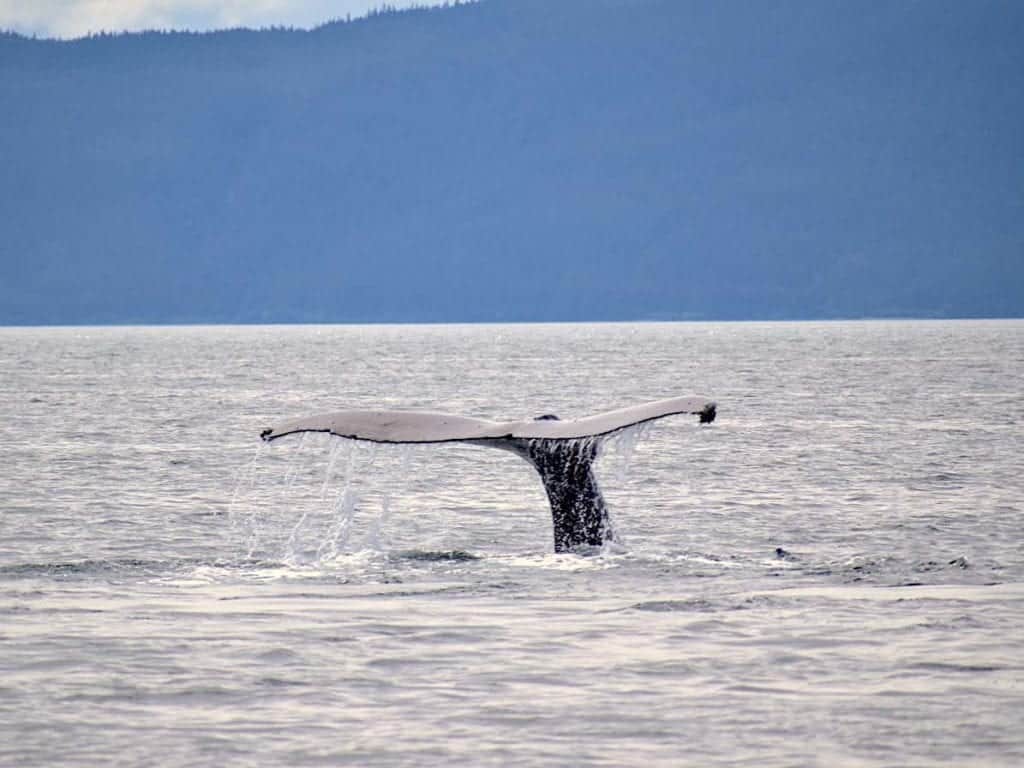 Whale fluke dripping water as the whale dives below the surface. 